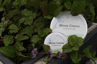 Salbe-Minze gross