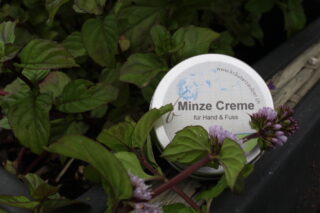 Salbe-Minze klein